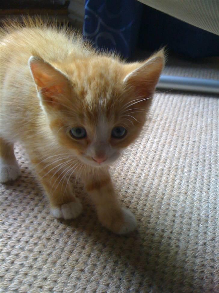 Huskat Micki billede 3