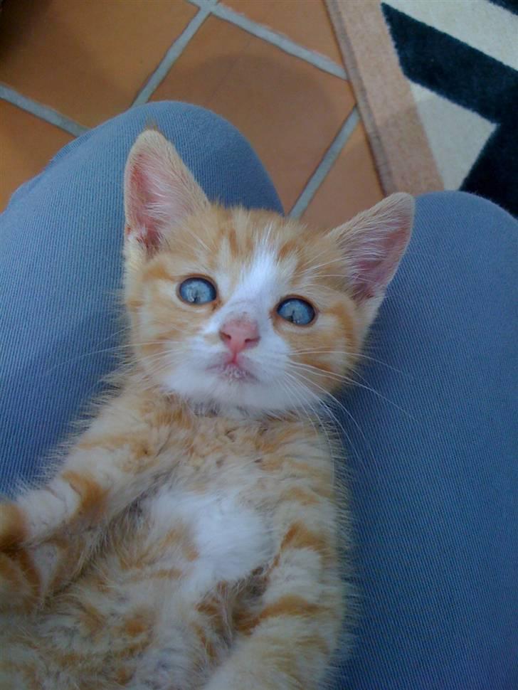 Huskat Micki billede 4