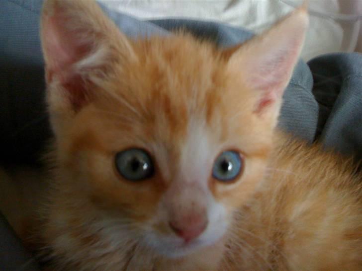 Huskat Micki billede 5