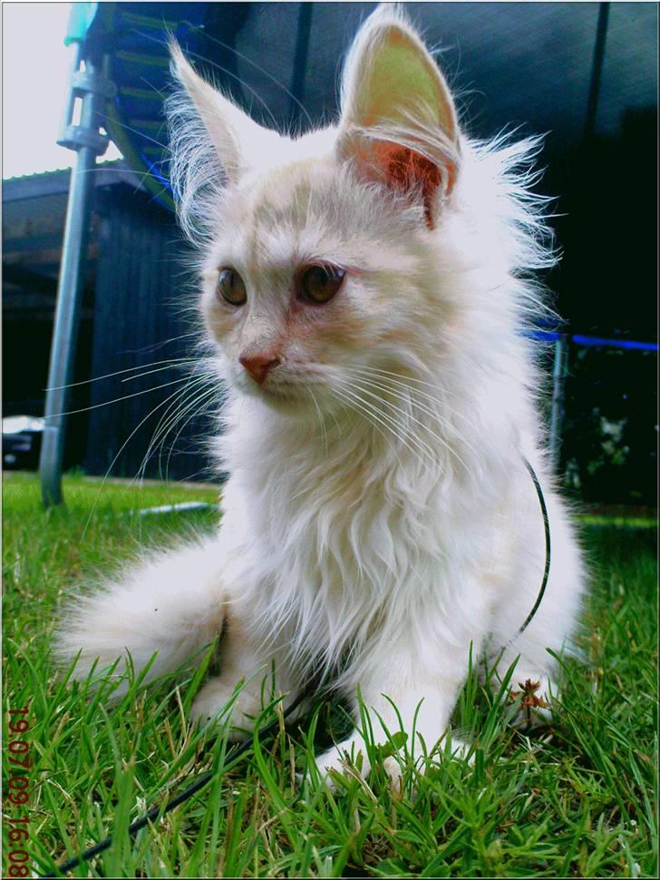 Blanding af racer Bella (P)  - Taget i haven <3 PRINSESSE billede 1