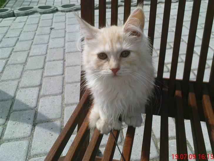 Blanding af racer Bella (P)  billede 2