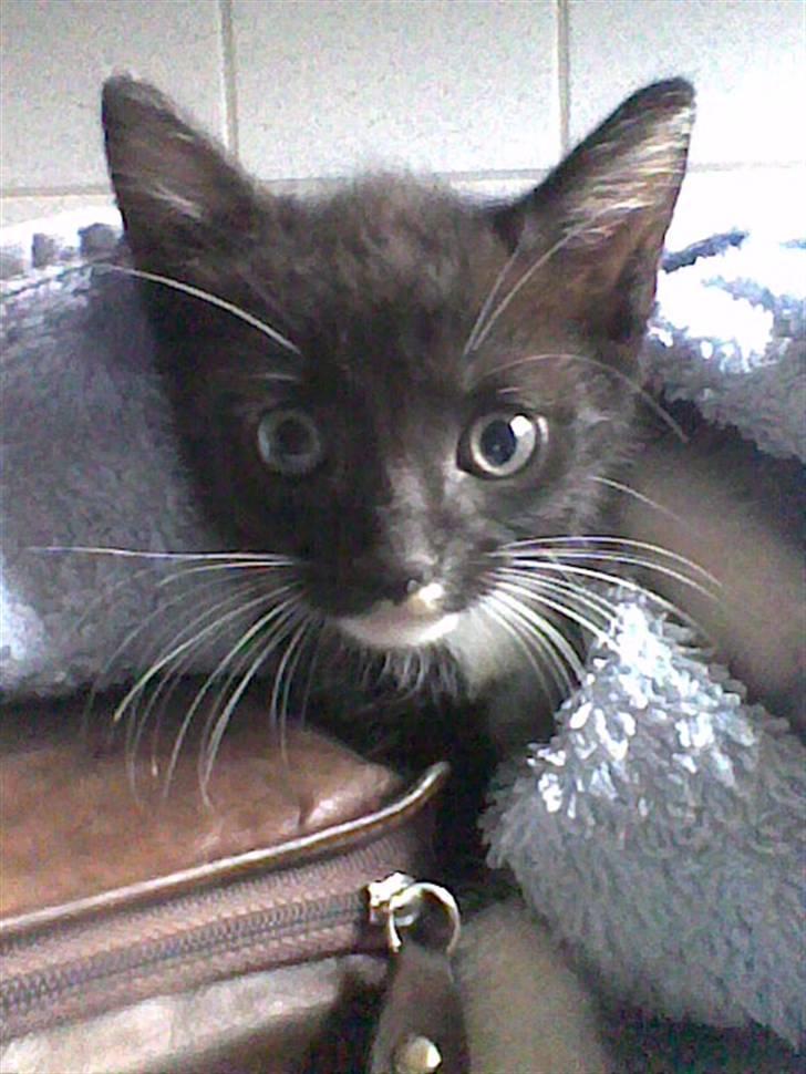 Huskat iw - der er den første dag jeg fik hinde, hun var kun 7 uger gammel billede 1