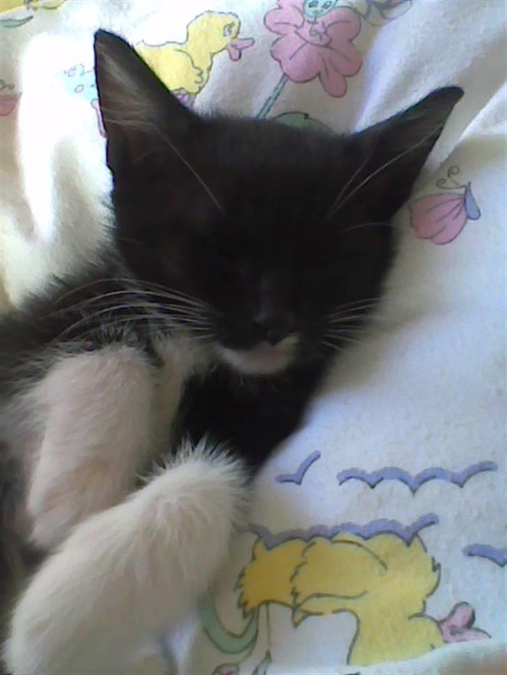 Huskat iw - her ligger iw og sover på min dyne  billede 2