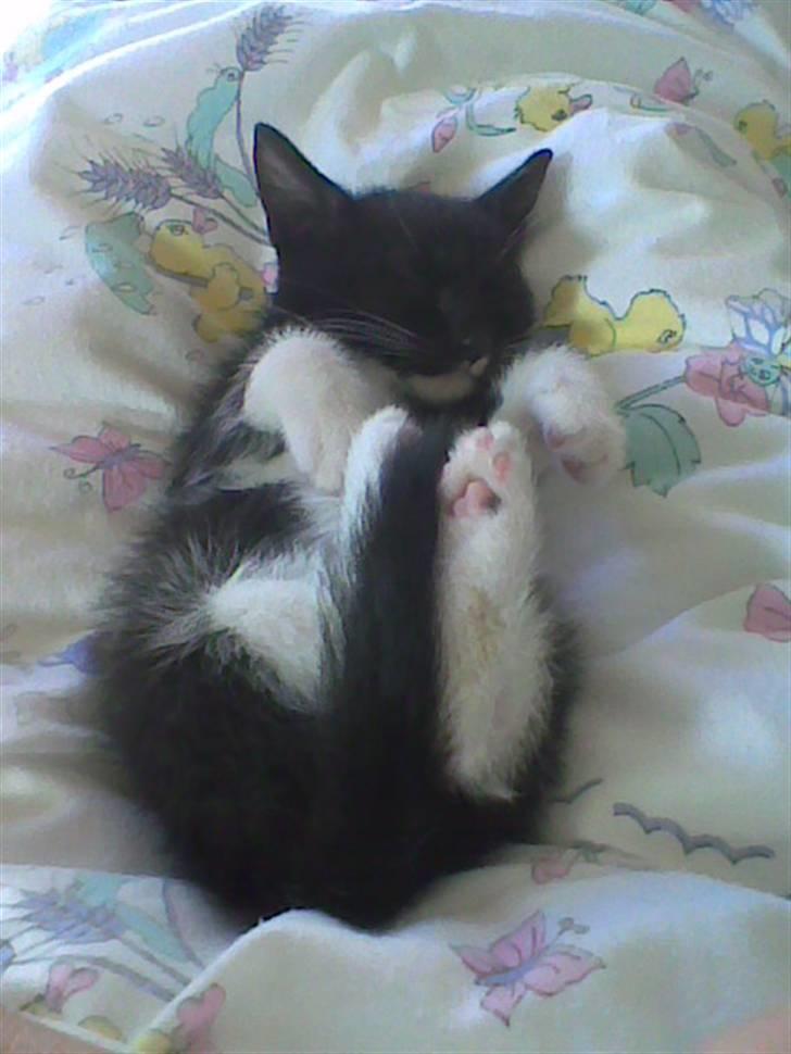 Huskat iw - er hun ikke bage sød, hun er lige til at spise billede 3