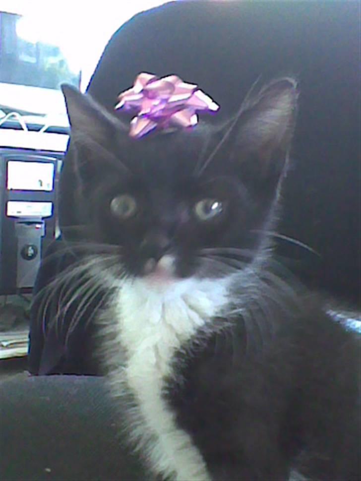 Huskat iw - hun skal hvare rigtig fin når hundes mormor kommer på besøg billede 4