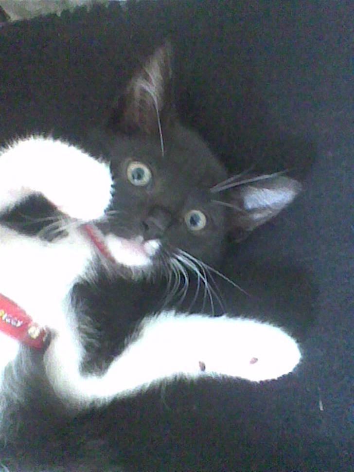 Huskat iw - iw tenger: hvad er det for en mærklig ting der kikker på mig billede 5