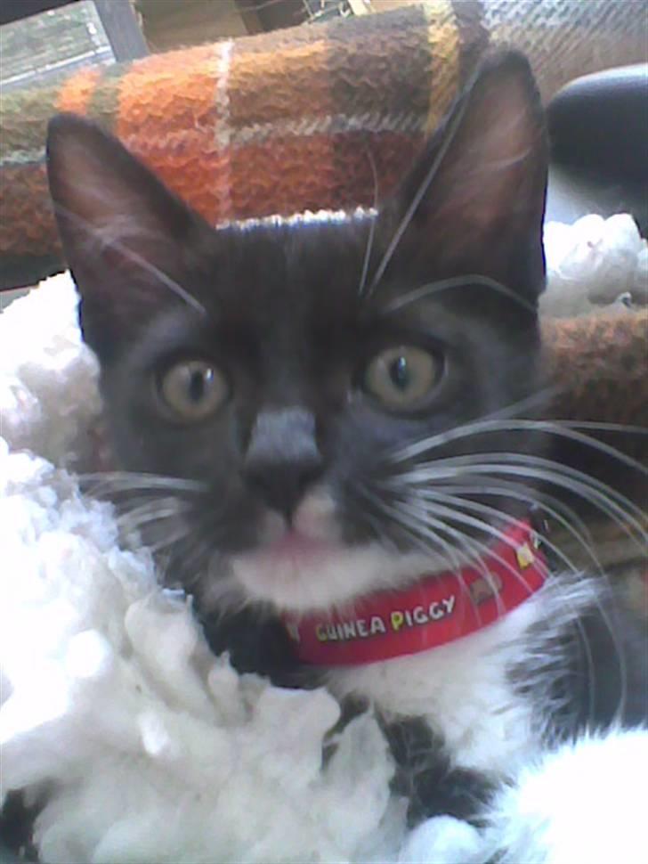 Huskat iw - iw tenker: hvad er det for en avskylig ting du har bundet rundt om min hals billede 6