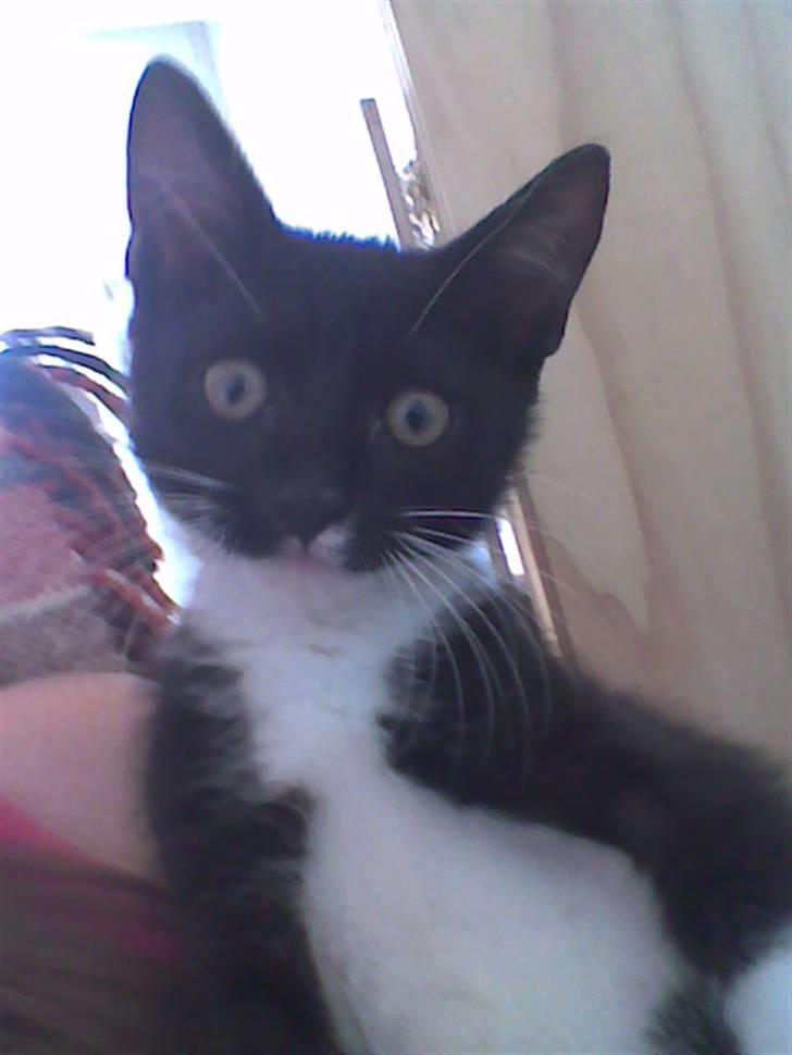 Huskat iw - iw tenger: halløj billede 7