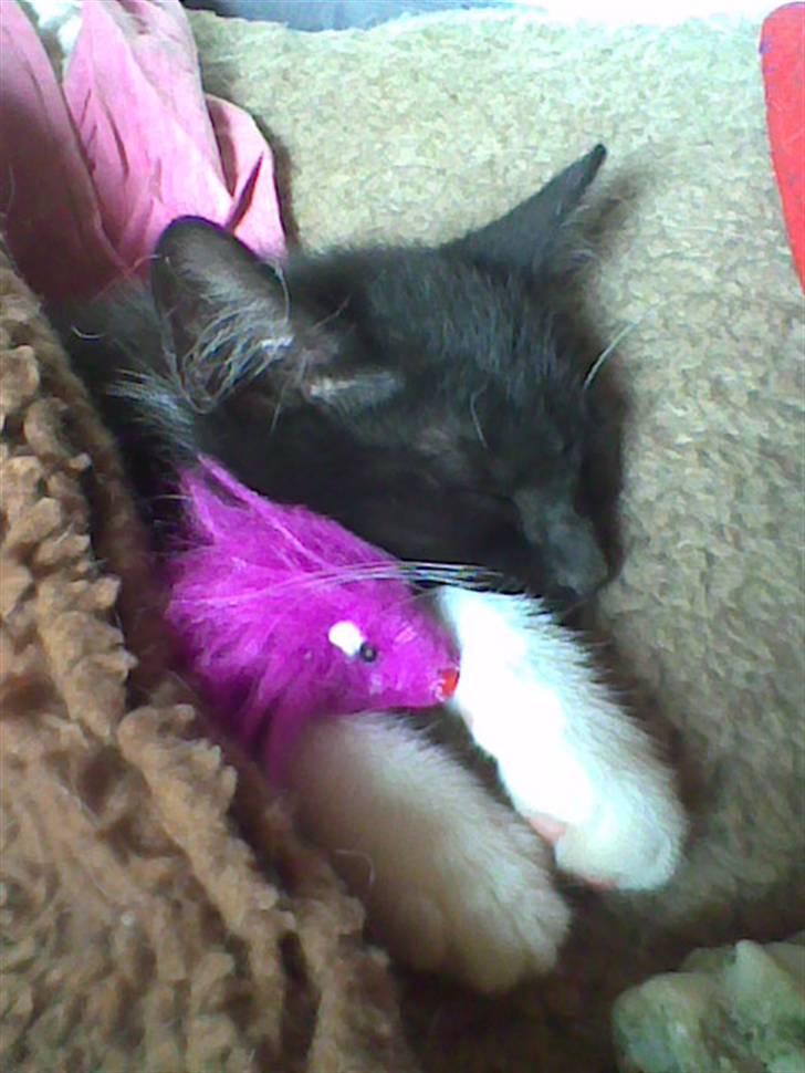 Huskat iw - iw Zzz: mun jeg fanger en stor mus eller en ged billede 8