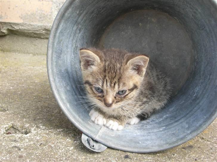 Blanding af racer fiona Aka. Ugle - velkommen til fiona´s profil :D hun har lidt øjnbetænnelse ;) <3 billede 1