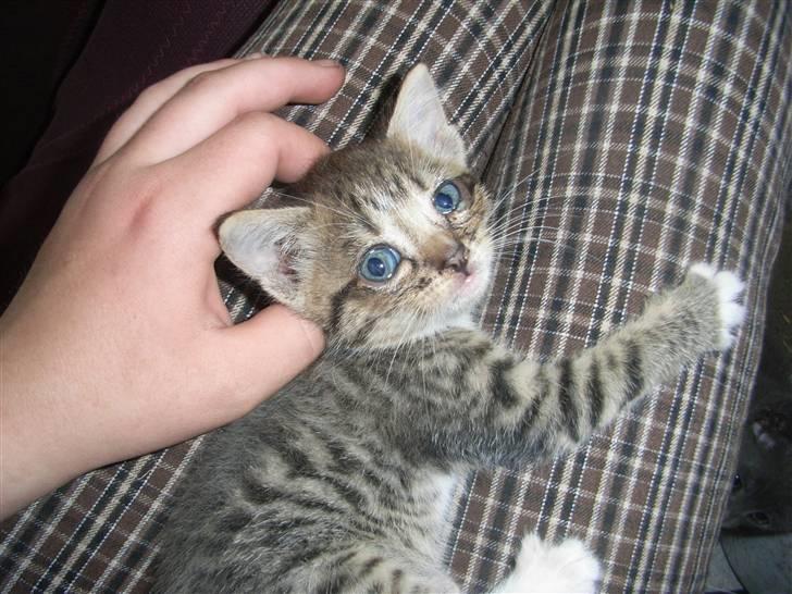 Blanding af racer fiona Aka. Ugle - hendes favorit sted ;D på min skød <3 billede 6