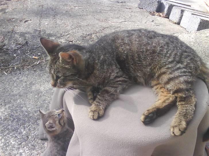 Blanding af racer fiona Aka. Ugle - "er der mon plads til mig der oppe hos mormor?" xD billede 14