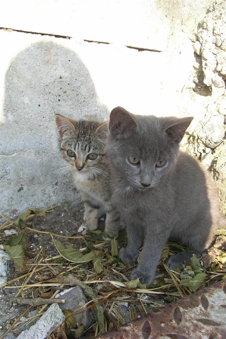 Blanding af racer fiona Aka. Ugle - fiona og sveske <3 billede 15