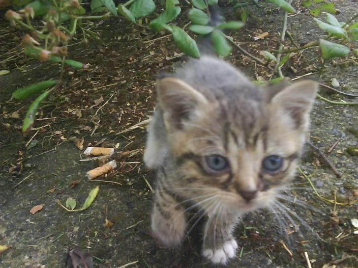 Blanding af racer fiona Aka. Ugle - hun er den sødeste killing i hele verdnen :-O <3 billede 16