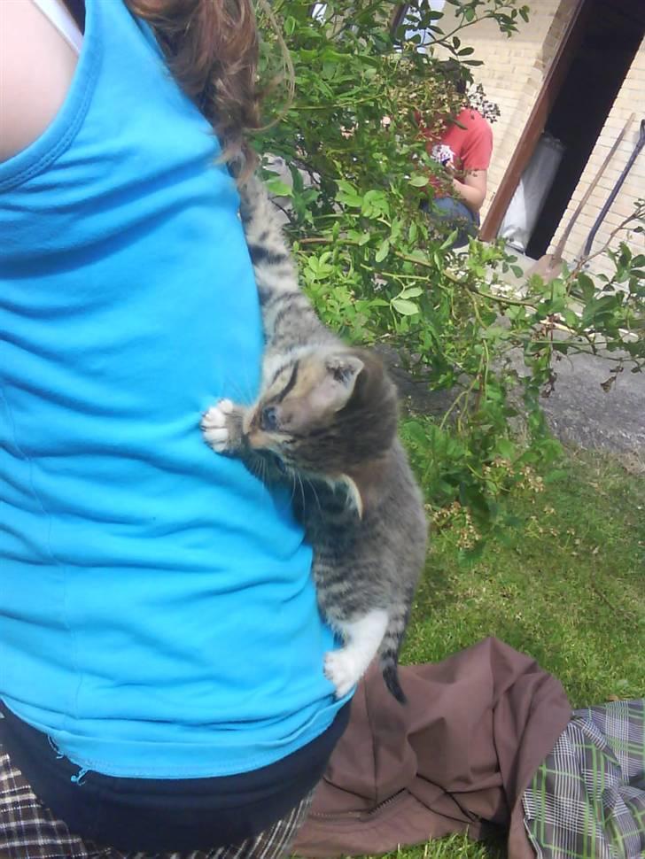 Blanding af racer fiona Aka. Ugle - hvis jeg sidder her, opdager hun det måske ikke, og så tager hun mig med ind? xD <3 billede 17