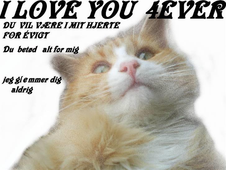 Maine Coon simba billede 1