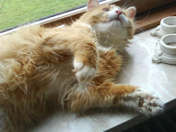 Maine Coon simba billede 2