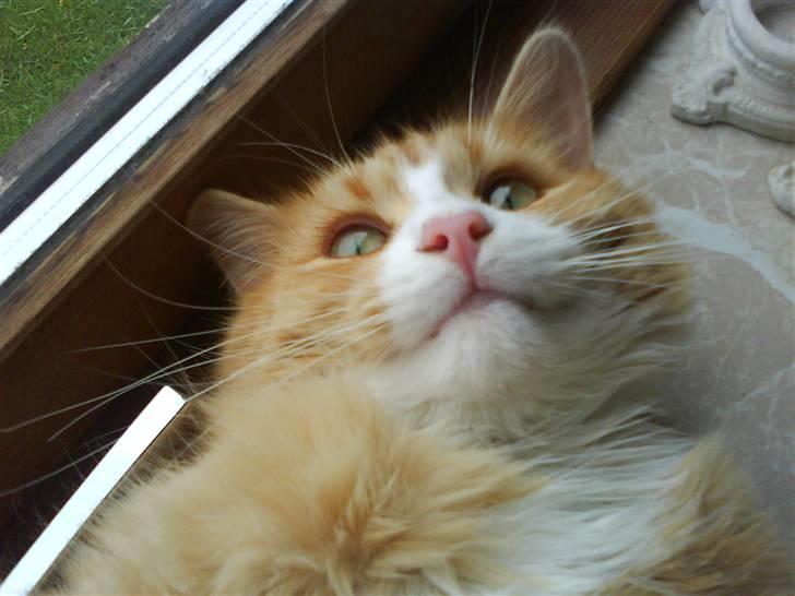 Maine Coon simba billede 3