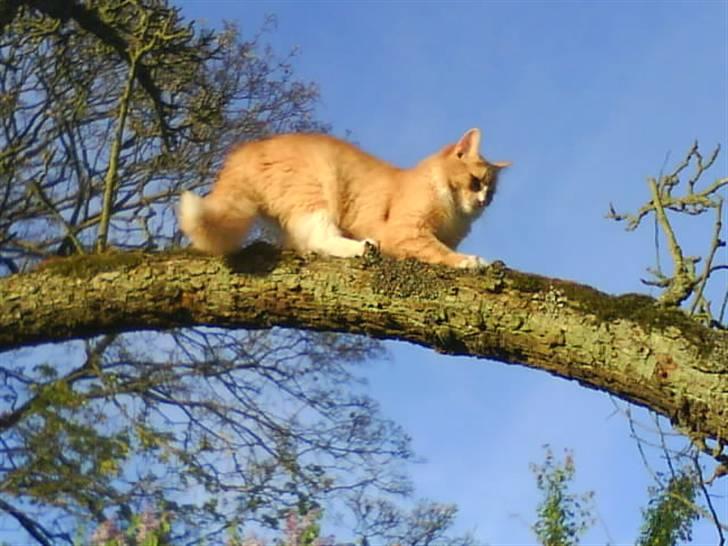 Maine Coon simba billede 4