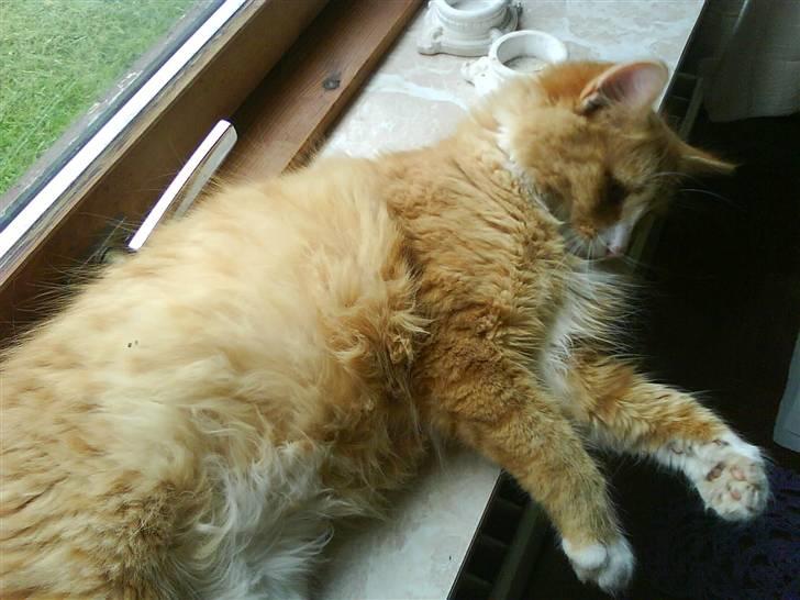 Maine Coon simba billede 5