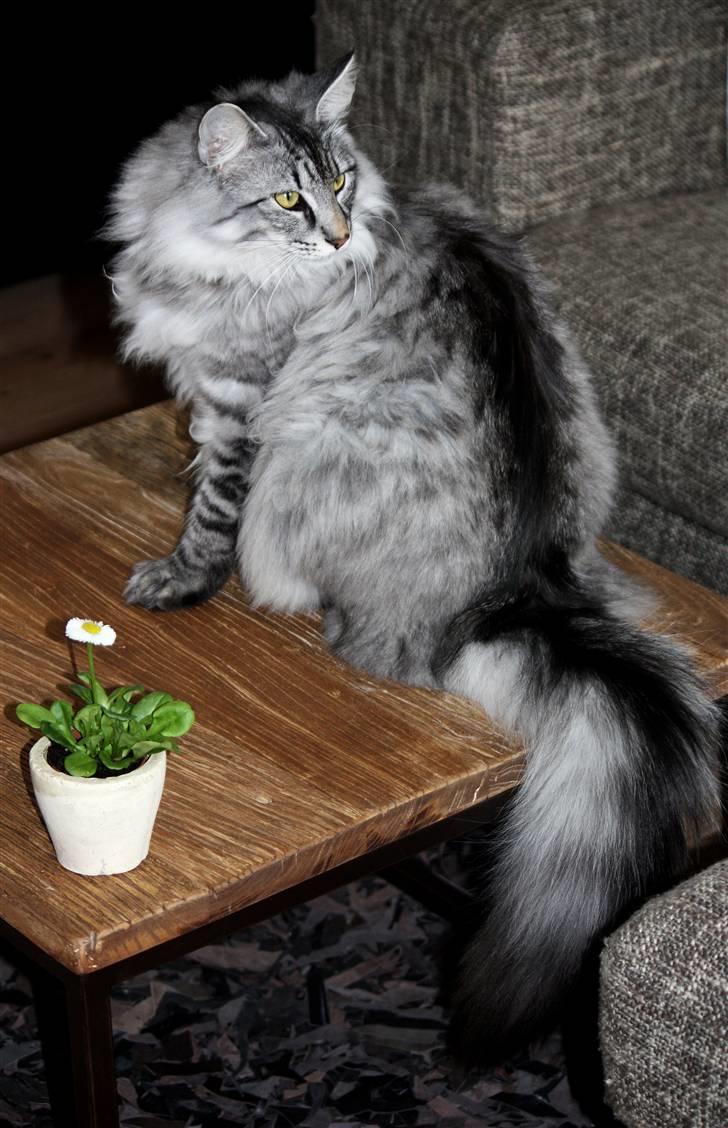 Norsk Skovkat Sander - Så stor & fluffy er jeg blevet! D. 05/03 ´10. billede 12