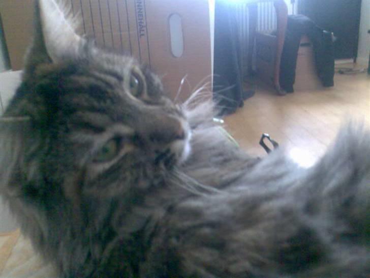 Norsk Skovkat Missenkram - Kattediva... billede 1