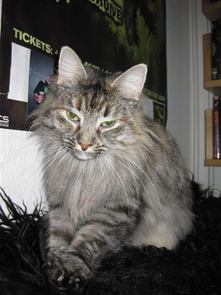 Norsk Skovkat Missenkram - Så smuk hun er med sin vinterpels! Hun elsker at trampe i det fåreskind. :) billede 2