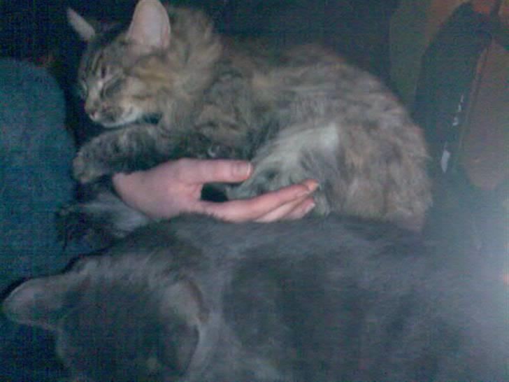 Norsk Skovkat Missenkram - Puttekat!! :) billede 3