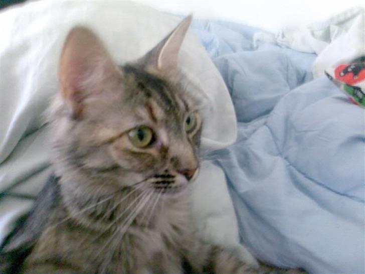 Norsk Skovkat Missenkram - Hun ser sådan lidt skraglet ud hver sommer. billede 4