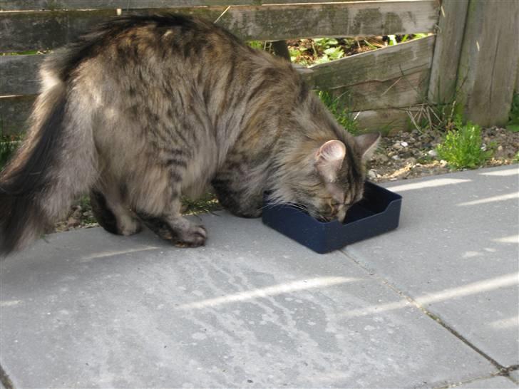 Norsk Skovkat Missenkram - Vi bor ideélt til at have udekat. For enden af en blind vej, og lige op af natur.. :) billede 5