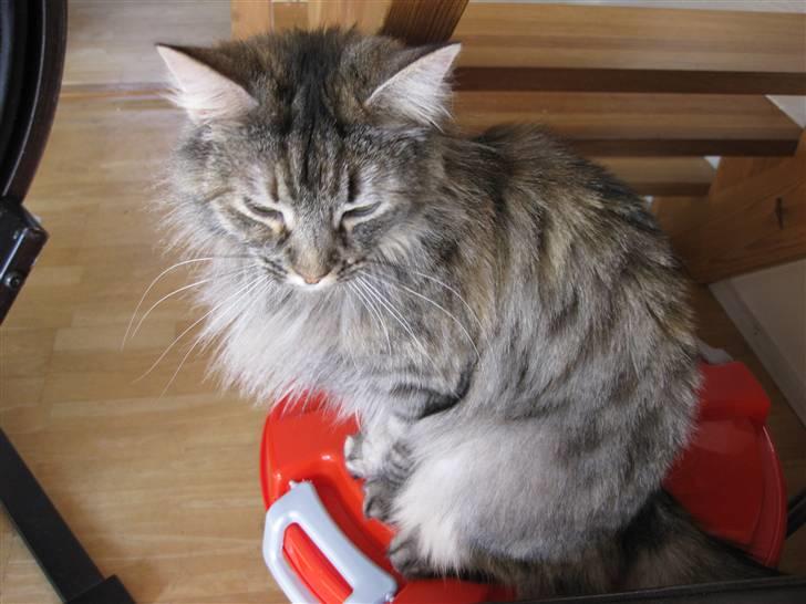 Norsk Skovkat Missenkram billede 6