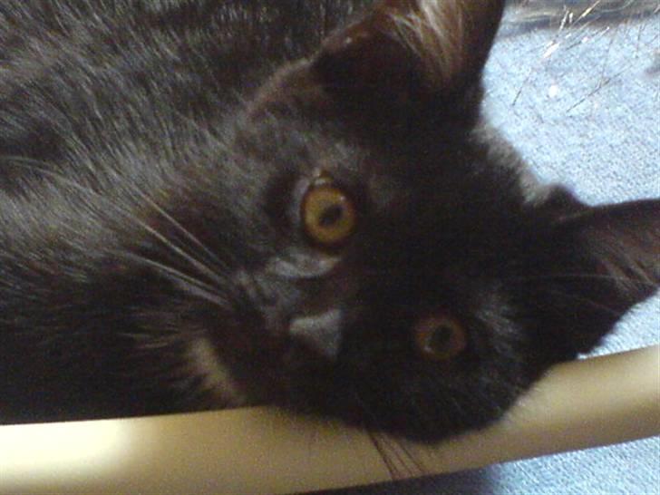 Huskat Magnus - Ufff, hvad har du dér? Det er vel ikke en godbid?? :-O billede 3