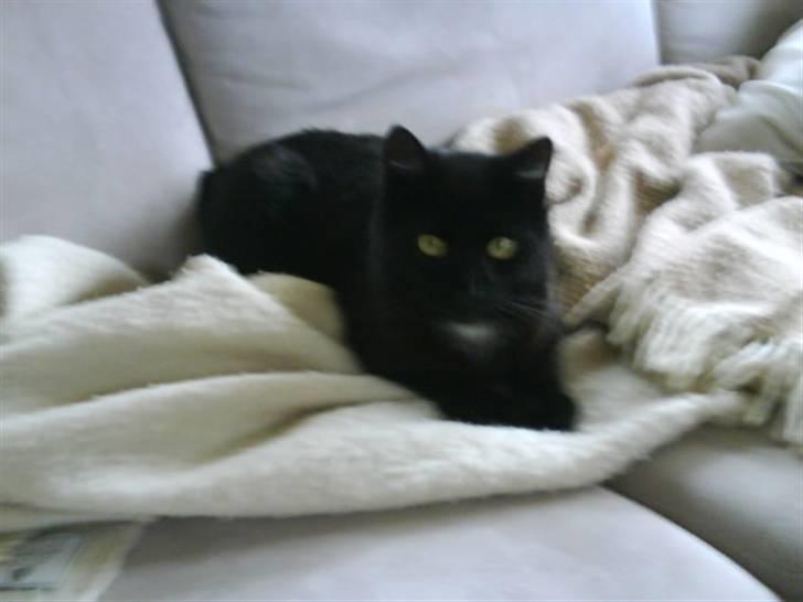 Huskat Magnus - Ligger i sofaen og er et rent fotogen xD billede 4