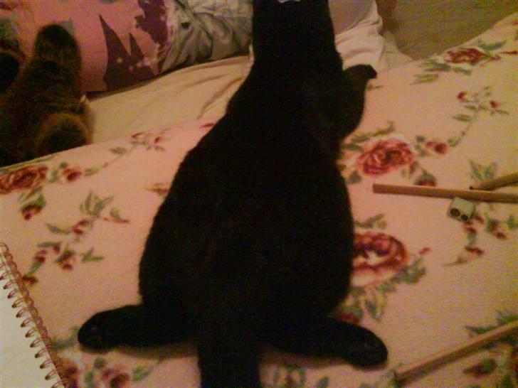 Huskat Magnus - Han ligge på den mærkligste måde, en kat kan ligge :_ billede 5