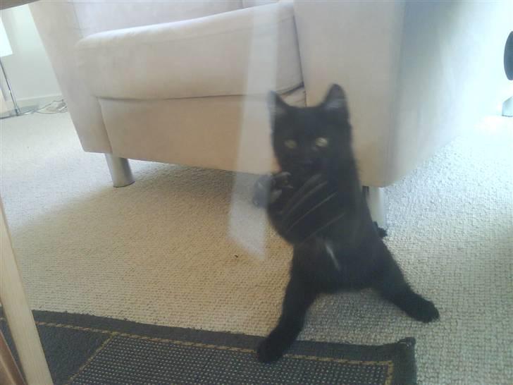 Huskat Magnus - Huuaarrrrr....... Ninja vs. sugerør billede 6