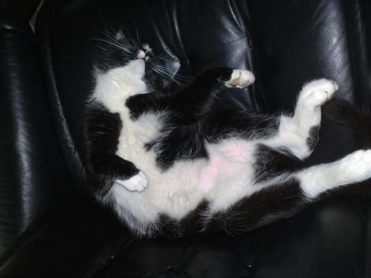 Huskat Anton † - Han er også medlem af ´´ den mærkligste måde katte kan ligge på´´ klub. billede 1