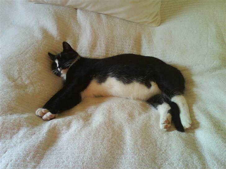 Huskat Anton † - sov, sov, sov og atter sov :-o billede 2