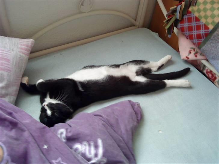 Huskat Anton † - Jeg sagde han var doven! billede 3