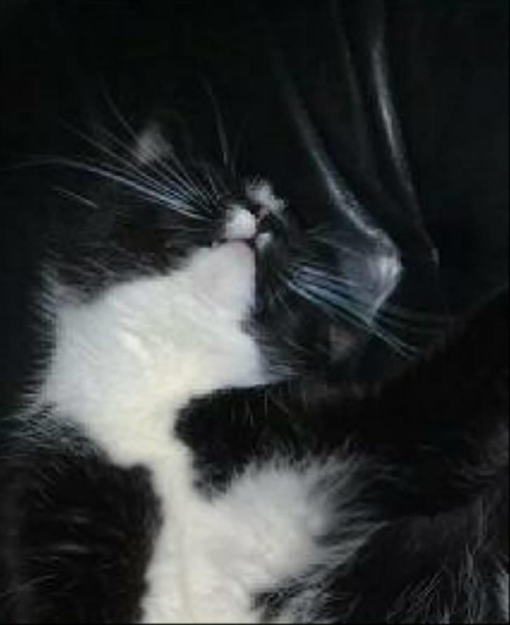 Huskat Anton † - En ind zoome´lse af billede 1 billede 4