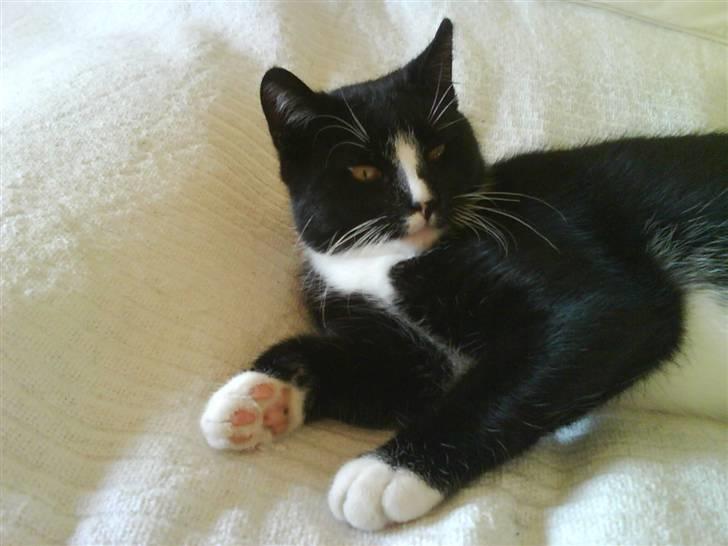 Huskat Anton † - Gudd, jeg er vågen! billede 5