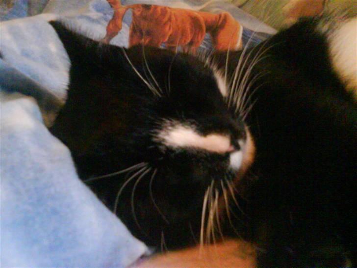 Huskat Anton † - Sov og sov går alt ud på i min verden.. billede 6