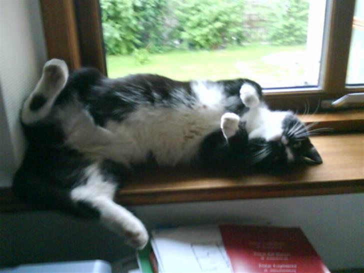 Huskat Anton † - sol og atter sol billede 7