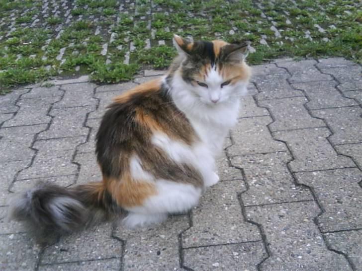 Norsk Skovkat Mille - Smukke misse!<3 billede 1