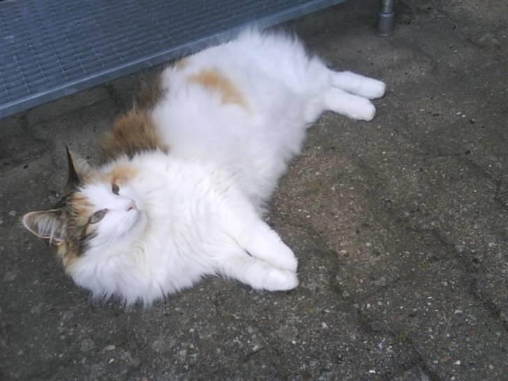 Norsk Skovkat Mille - Narww<3 billede 2