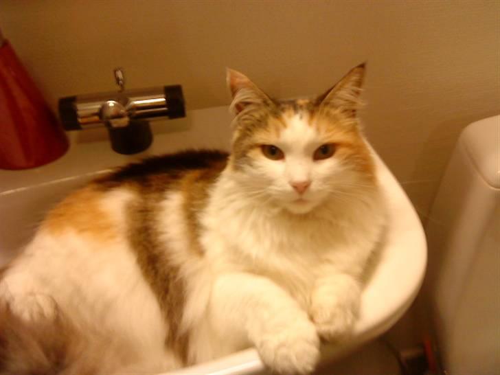 Norsk Skovkat Mille - Nulle forhelved... Hvorfor er du så underlig ;) billede 3