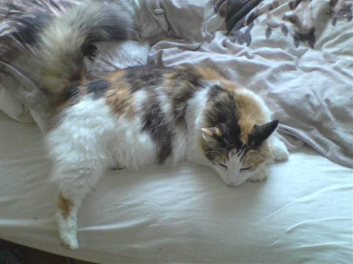 Norsk Skovkat Mille - Godnat misling<3 billede 4