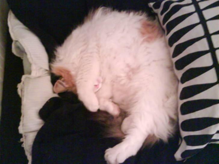 Norsk Skovkat Mille billede 5