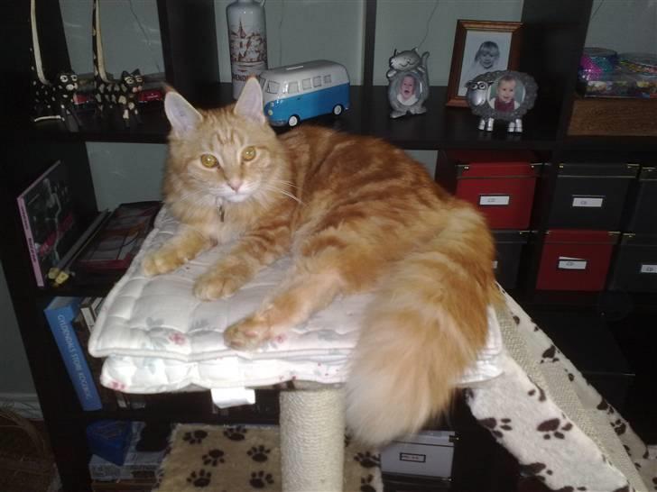 Maine Coon Orla - For jeg er for lækker lækker billede 1