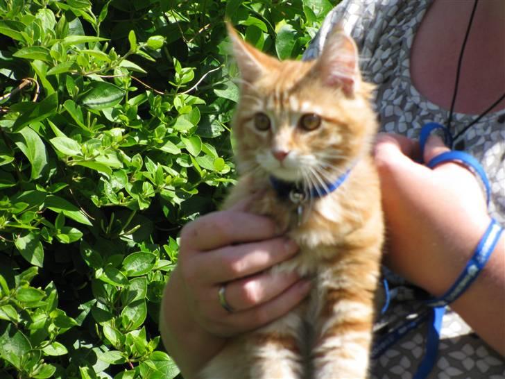 Maine Coon Orla billede 2