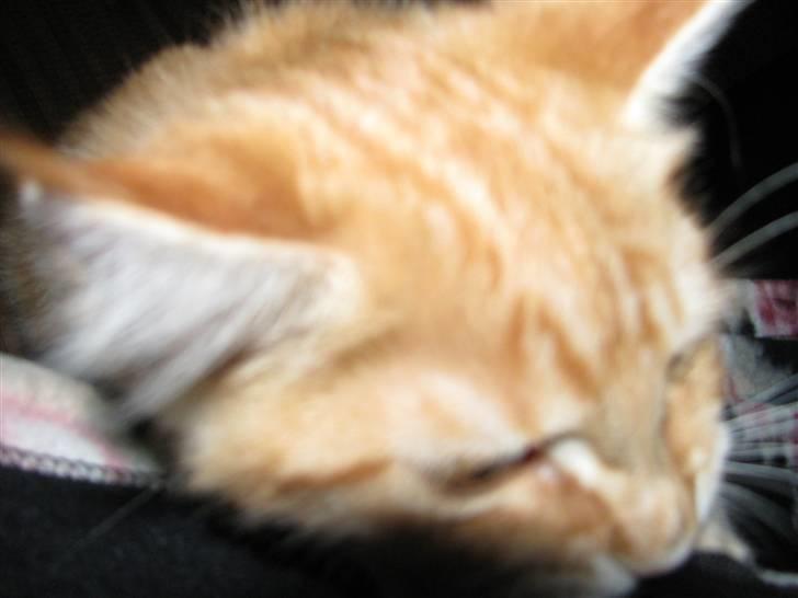 Maine Coon Orla billede 3